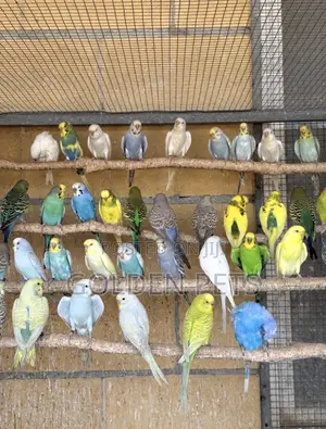 Budgie Pair with Free Cage