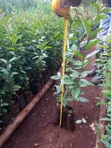 Miti ya ua ya Japonica - 2