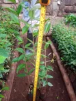Miti ya ua ya Japonica - 3