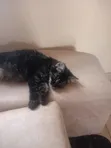3-6 Month Female Mixed Breed Bengal Kitten - 1