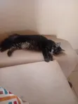 3-6 Month Female Mixed Breed Bengal Kitten - 2