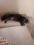 3-6 Month Female Mixed Breed Bengal Kitten - 3