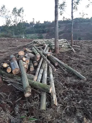 Firewood for Sale - Bluegum, Cedar, Podo