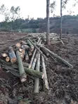 Mkaa wa Kuuzwa - Bluegum, Cedar, Podo - 1