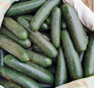 Fresh Green Cucumber for Sale