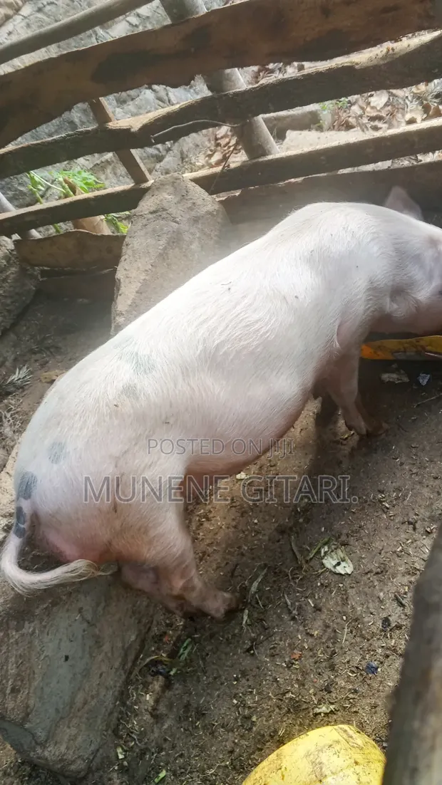 Pigs for Breeding or Slaughter - Duroc & Large White - 1