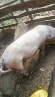 Pigs for Breeding or Slaughter - Duroc & Large White - 1