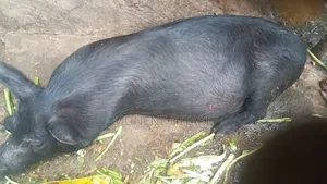 Pigs for Breeding or Slaughter - Duroc & Large White