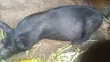 Pigs for Breeding or Slaughter - Duroc & Large White - 2
