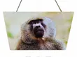 Baboon Wildlife Wooden Wall Hanging Art/Plaque - 1