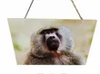 Baboon Wildlife Wooden Wall Hanging Art/Plaque - 2