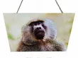 Baboon Wildlife Wooden Wall Hanging Art/Plaque - 3