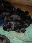 Male Purebred Cane Corso Puppy (0-1 Month) - 1