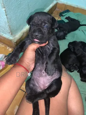 Kinda cha Kiume cha Cane Corso Safi (0-1 Mwezi)