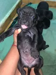 Male Purebred Cane Corso Puppy (0-1 Month) - 3