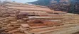 Grained Elm Hardwood - 1