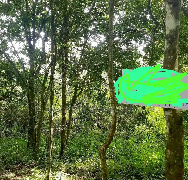 Karen Mukoma Road 5 Acres Land for Sale - 1