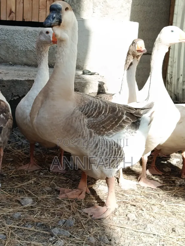 Assorted Geese - 1