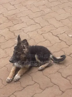 Kibwa wa Kijerumani Safi wa Kike, Miezi 5
