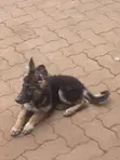 Kibwa wa Kijerumani Safi wa Kike, Miezi 5 - 1