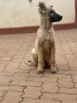 Kibwa wa Kijerumani Safi wa Kike, Miezi 5 - 2