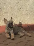 Kibwa wa Kijerumani Safi wa Kike, Miezi 5 - 3