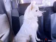 Purebred Chihuahua Puppy - 3-6 Months Male - 1