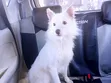 Purebred Chihuahua Puppy - 3-6 Months Male - 2
