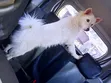 Purebred Chihuahua Puppy - 3-6 Months Male - 3