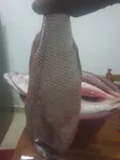 Fresh Fish Delivery - 1