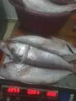 Fresh Fish Delivery - 3
