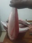 Fresh Fish Delivery - 4