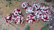 Fresh Flowers Available All Time - BONII Flowers - 3