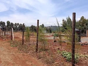 Vitimbi Bora Thigio Kikuyu