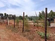 Vitimbi Bora Thigio Kikuyu - 1