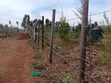 Vitimbi Bora Thigio Kikuyu - 2