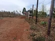 Vitimbi Bora Thigio Kikuyu - 3