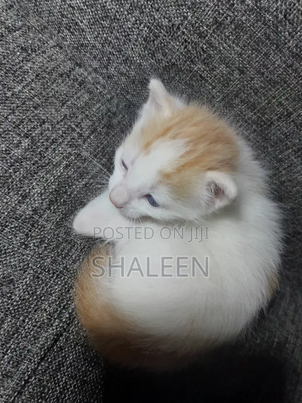 Paka wa Kiume wa Mchanganyiko, Miezi 1-3 - 1