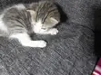 Paka wa Kiume wa Mchanganyiko, Miezi 1-3 - 3