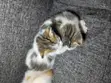 Paka wa Kiume wa Mchanganyiko, Miezi 1-3 - 4