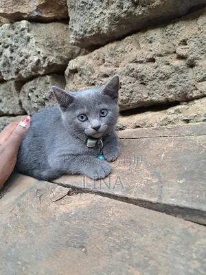 Kitten wa Kike wa Mchanganyiko wa Russian Blue (Miezi 1-3)
