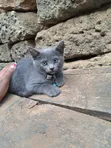 Kitten wa Kike wa Mchanganyiko wa Russian Blue (Miezi 1-3) - 1