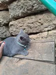 Kitten wa Kike wa Mchanganyiko wa Russian Blue (Miezi 1-3) - 2