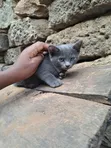 Kitten wa Kike wa Mchanganyiko wa Russian Blue (Miezi 1-3) - 3