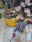 Kitten wa Kike wa Mchanganyiko wa Russian Blue (Miezi 1-3) - 4