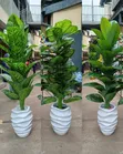 Mimea Bandia Iliyopandwa na Sufuria - 1