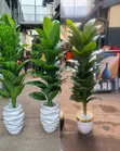 Mimea Bandia Iliyopandwa na Sufuria - 2
