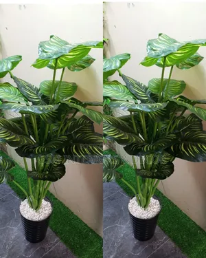 Artificial Tall Plants - Money Plant & Zebra Designs (1.7m)