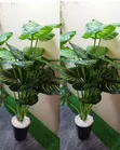 Artificial Tall Plants - Money Plant & Zebra Designs (1.7m) - 2