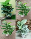 Artificial Potted Plant 1.2m with Round Vase - 2